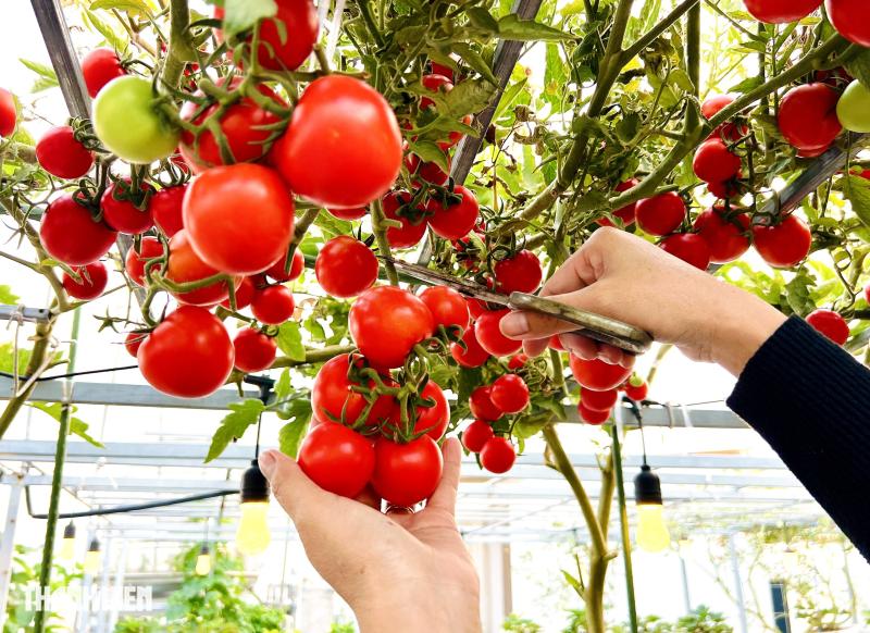 Sốc với giá hạt giống cà chua bạch tuộc, thành quả đáng đồng tiền - Ảnh 6.