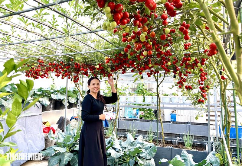 Sốc với giá hạt giống cà chua bạch tuộc, thành quả đáng đồng tiền - Ảnh 1.