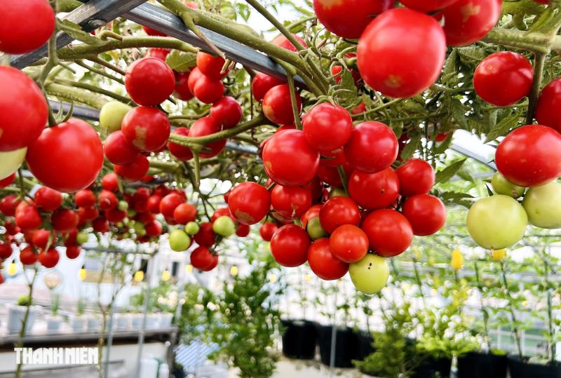 Sốc với giá hạt giống cà chua bạch tuộc, thành quả đáng đồng tiền - Ảnh 4.
