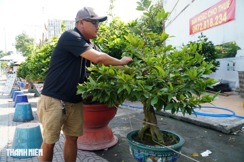 Mai tết đường Phạm Văn Đồng: “Chậu mai 300 triệu, khách trả 240 triệu vẫn chưa bán’ - Ảnh 4.