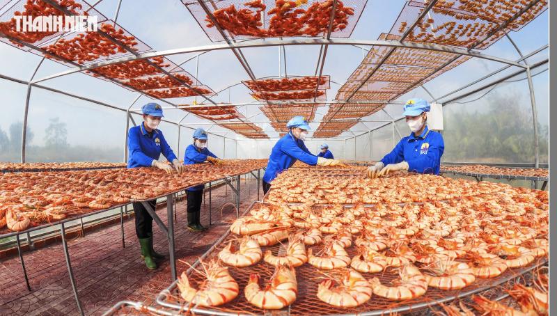 Tôm sú khô nguyên vỏ Cà Mau 'cháy hàng' dịp tết, giá 1,5 triệu/kg vẫn hút khách - Ảnh 1.