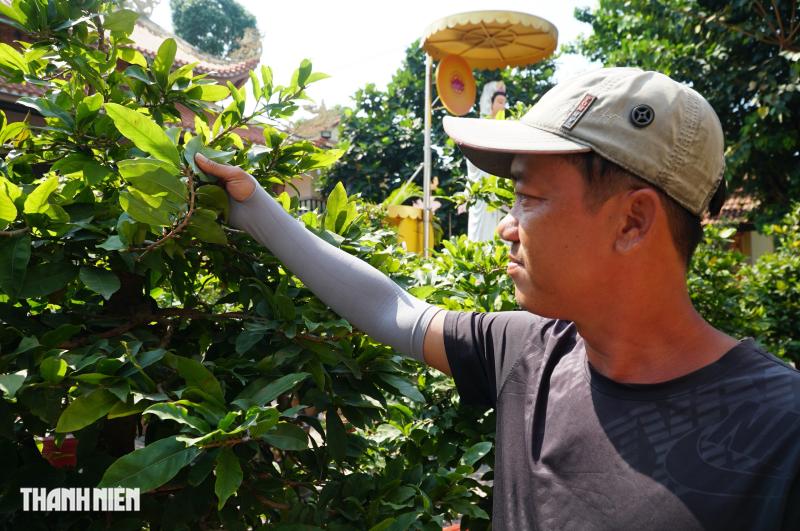 Mai tết đường Phạm Văn Đồng: “Chậu mai 300 triệu, khách trả 240 triệu vẫn chưa bán’ - Ảnh 6.