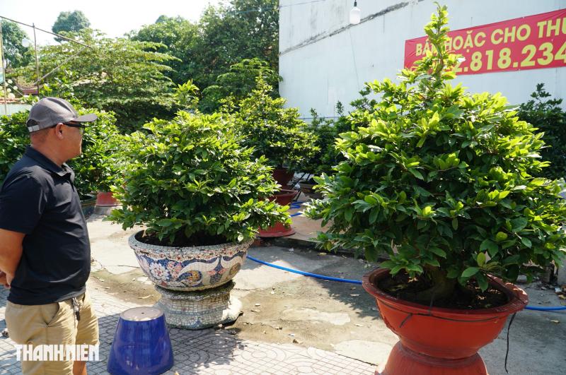 Mai tết đường Phạm Văn Đồng: “Chậu mai 300 triệu, khách trả 240 triệu vẫn chưa bán’ - Ảnh 3.