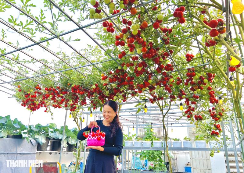 Sốc với giá hạt giống cà chua bạch tuộc, thành quả đáng đồng tiền - Ảnh 8.