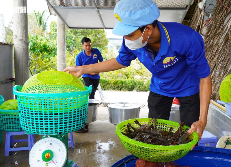 Tôm sú khô nguyên vỏ Cà Mau 'cháy hàng' dịp tết, giá 1,5 triệu/kg vẫn hút khách - Ảnh 3.