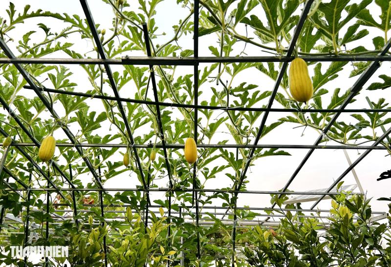 Sốc với giá hạt giống cà chua bạch tuộc, thành quả đáng đồng tiền - Ảnh 12.
