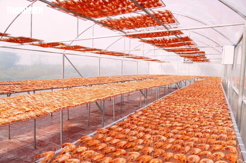Tôm sú khô nguyên vỏ Cà Mau 'cháy hàng' dịp tết, giá 1,5 triệu/kg vẫn hút khách - Ảnh 12.