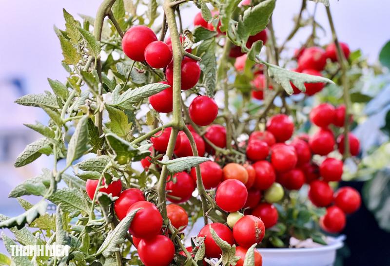 Sốc với giá hạt giống cà chua bạch tuộc, thành quả đáng đồng tiền - Ảnh 5.
