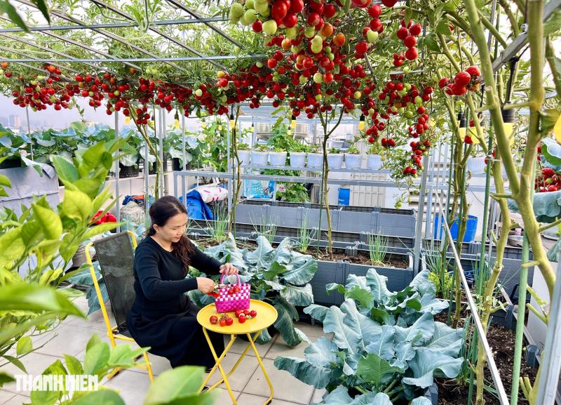Sốc với giá hạt giống cà chua bạch tuộc, thành quả đáng đồng tiền - Ảnh 10.