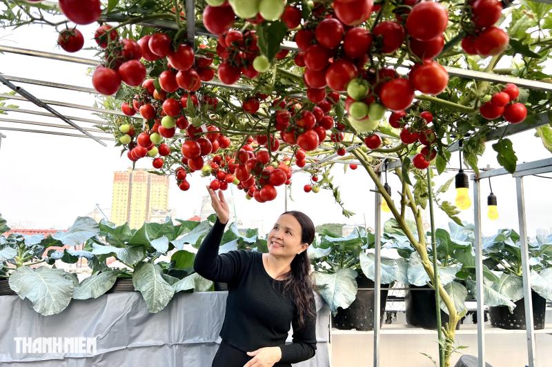 Sốc với giá hạt giống cà chua bạch tuộc, thành quả đáng đồng tiền - Ảnh 7.