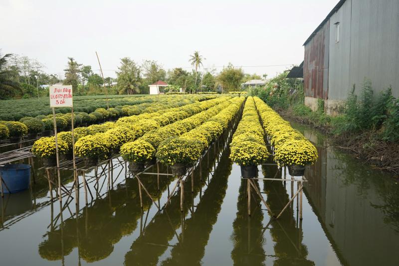 Giải cứu hoa tết: Nông dân miền Tây đoàn kết vượt khó khi cúc nở sớm - Ảnh 3. Giải cứu hoa tết: Nông dân miền Tây đoàn kết vượt khó khi cúc nở sớm - Ảnh 3.