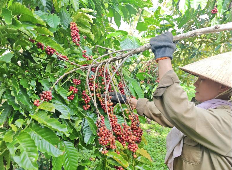 Nông sản được mùa, nông dân phấn khởi- Ảnh 1. Nông sản được mùa, nông dân phấn khởi- Ảnh 1.