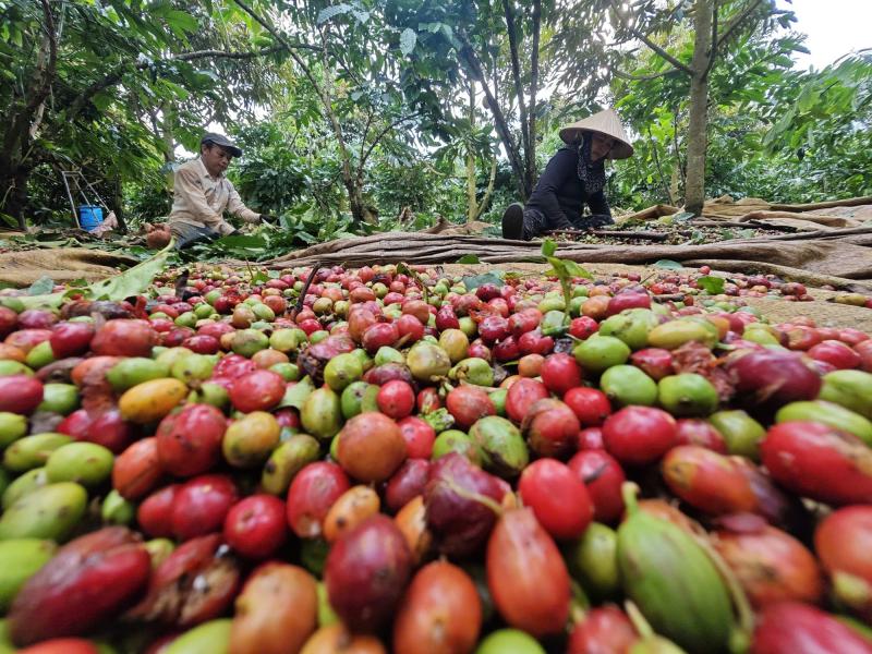 Làm gì để xuất khẩu nông sản lặp lại kỳ tích?- Ảnh 1. Làm gì để xuất khẩu nông sản lặp lại kỳ tích?- Ảnh 1.