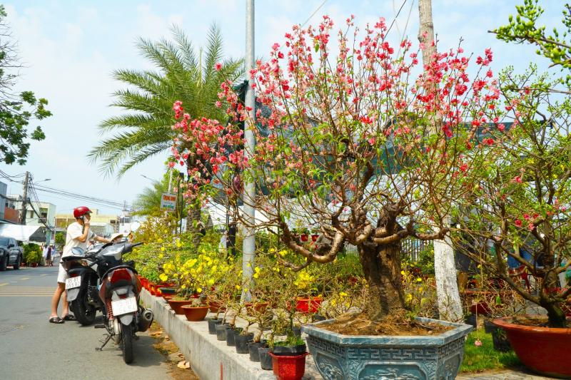 Bất ngờ giá hoa đào ' độc nhất ' ở chợ hoa Cần Thơ Tết Nguyên đán 2026 - Ảnh 1. Bất ngờ giá hoa đào ' độc nhất ' ở chợ hoa Cần Thơ Tết Nguyên đán 2026 - Ảnh 1.