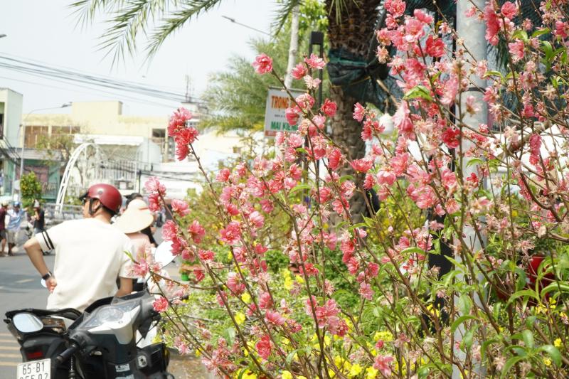 Bất ngờ giá hoa đào ' độc nhất ' ở chợ hoa Cần Thơ Tết Nguyên đán 2026 - Ảnh 3. Bất ngờ giá hoa đào ' độc nhất ' ở chợ hoa Cần Thơ Tết Nguyên đán 2026 - Ảnh 3.
