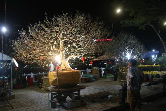 Chợ hoa tết Long Xuyên thức trắng: Đại gia săn mai 'khủng', nhà vườn tranh thủ livetream - Ảnh 2.