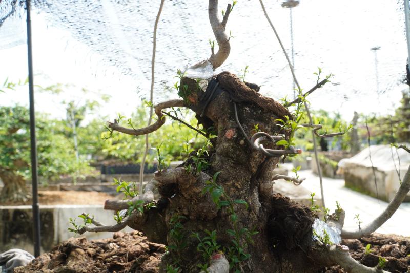 Vườn bonsai tiền tỉ khởi nguồn từ thú chơi mai tết - Ảnh 3.
