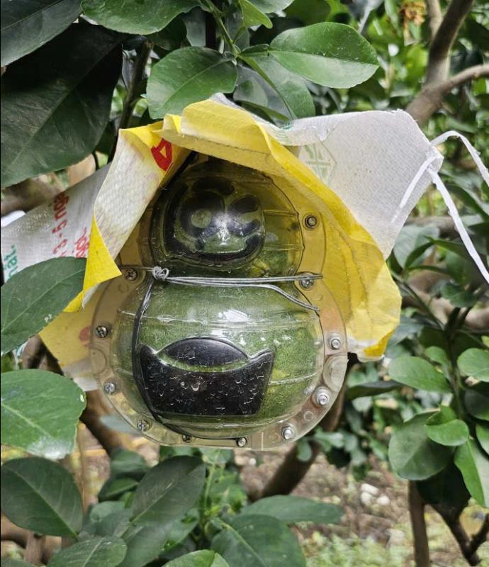 Bưởi mini thỏi vàng tài lộc 'bán bao nhiêu cũng hết' dịp tết - Ảnh 4. Bưởi mini thỏi vàng tài lộc 'bán bao nhiêu cũng hết' dịp tết - Ảnh 4.