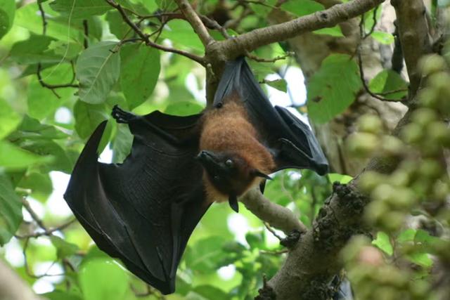 Báo động virus mới từ dơi đang tiến hóa nguy hiểm như Nipah ở Bangladesh - Ảnh 1.