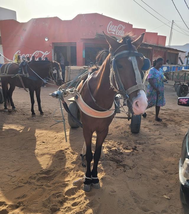 Nàng dâu Việt ở Senegal thuê xe ngựa tìm nguyên liệu làm nem rán, giò chả - Ảnh 3.