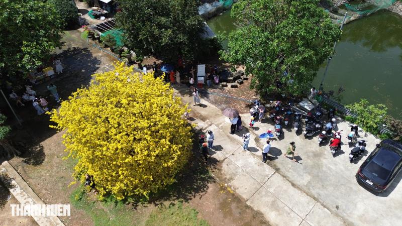 Cây mai có 1 không 2 ở Đồng Nai nở rực mùng 3 tết, như quả cầu vàng - Ảnh 1. Cây mai có 1 không 2 ở Đồng Nai nở rực mùng 3 tết, như quả cầu vàng - Ảnh 1.