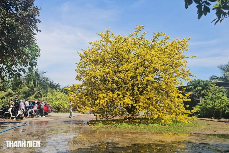 Cây mai có 1 không 2 ở Đồng Nai nở rực mùng 3 tết, như quả cầu vàng - Ảnh 2. Cây mai có 1 không 2 ở Đồng Nai nở rực mùng 3 tết, như quả cầu vàng - Ảnh 2.