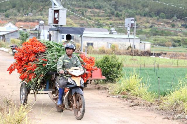Nông dân Hiệp Thạnh thất thu vì hoa lay ơn nở muộn sau Tết Bính Ngọ 2026 - Ảnh 5. Nông dân Hiệp Thạnh thất thu vì hoa lay ơn nở muộn sau Tết Bính Ngọ 2026 - Ảnh 5.