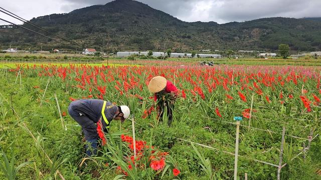 Nông dân Hiệp Thạnh thất thu vì hoa lay ơn nở muộn sau Tết Bính Ngọ 2026 - Ảnh 1. Nông dân Hiệp Thạnh thất thu vì hoa lay ơn nở muộn sau Tết Bính Ngọ 2026 - Ảnh 1.