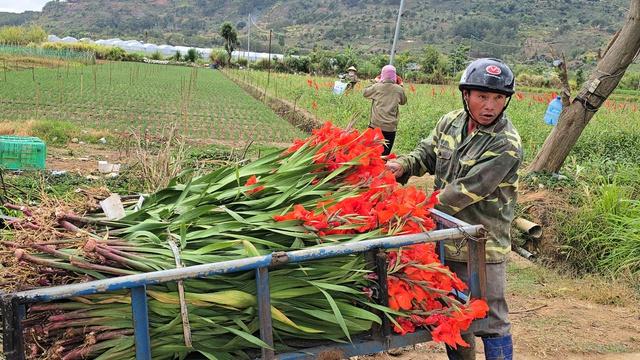 Nông dân Hiệp Thạnh thất thu vì hoa lay ơn nở muộn sau Tết Bính Ngọ 2026 - Ảnh 2. Nông dân Hiệp Thạnh thất thu vì hoa lay ơn nở muộn sau Tết Bính Ngọ 2026 - Ảnh 2.