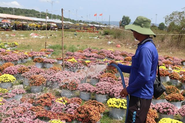 Mai nở sớm, nhà vườn buồn bã chờ xe đến chợ hoa tết Phú Quốc chở về  - Ảnh 3.