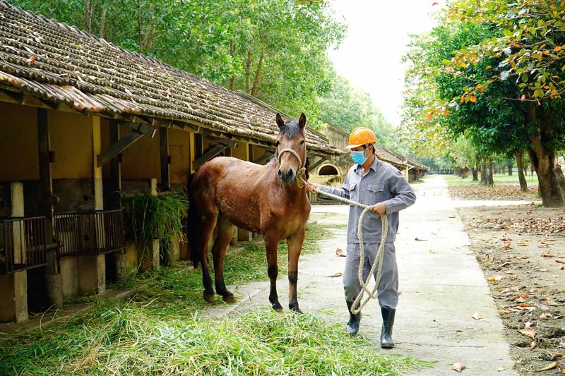 Trại ngựa cho huyết thanh cứu người - Ảnh 1. Trại ngựa cho huyết thanh cứu người - Ảnh 1.
