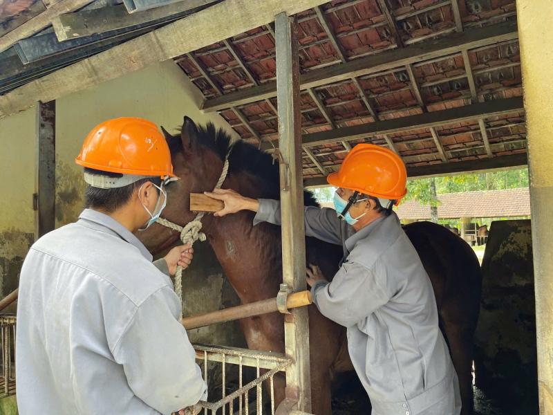 Trại ngựa cho huyết thanh cứu người - Ảnh 2. Trại ngựa cho huyết thanh cứu người - Ảnh 2.