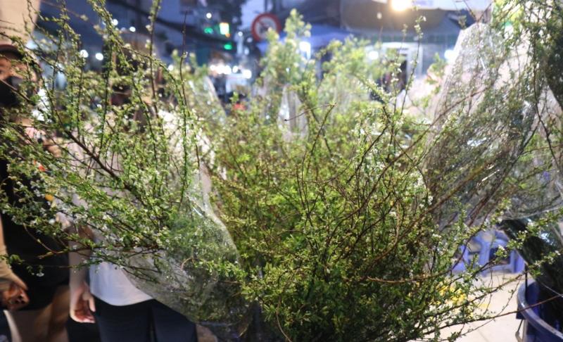 Loại hoa nào giá 200.000 - 250.000 đồng, bán chạy nhất chợ Hồ Thị Kỷ tết này?- Ảnh 2.