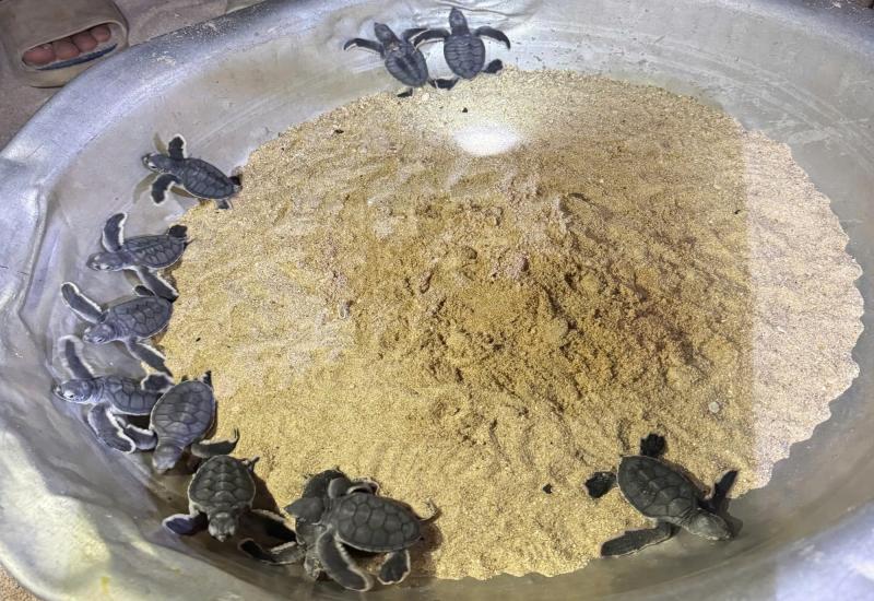Nơi san hô nảy chồi và rùa biển tái xuất- Ảnh 3. Nơi san hô nảy chồi và rùa biển tái xuất- Ảnh 3.