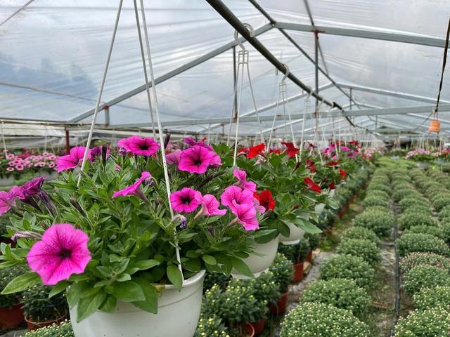 Hoa thơm nở trên đất khó ở Quảng Ngãi- Ảnh 5. Hoa thơm nở trên đất khó ở Quảng Ngãi- Ảnh 5.