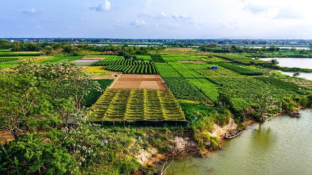 Mưu sinh trên sông Trà: Nương phù sa mà sống, theo con nước mà đi- Ảnh 1. Mưu sinh trên sông Trà: Nương phù sa mà sống, theo con nước mà đi- Ảnh 1.