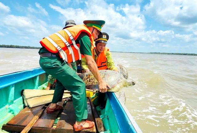 Ngư dân Cà Mau cứu đồi mồi và vích mắc lưới , thả về biển an toàn - Ảnh 1. Ngư dân Cà Mau cứu đồi mồi và vích mắc lưới , thả về biển an toàn - Ảnh 1.