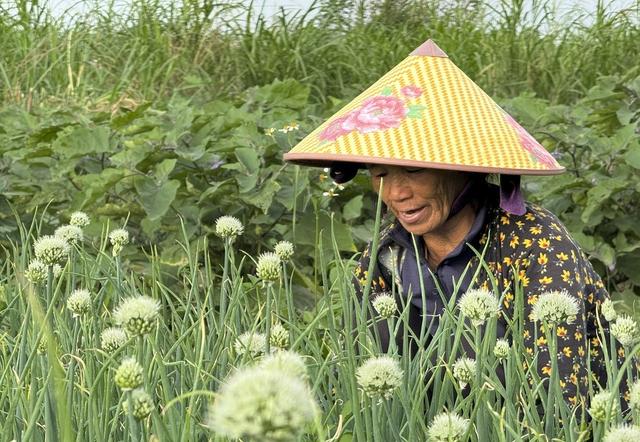 Mưu sinh trên sông Trà: Nương phù sa mà sống, theo con nước mà đi- Ảnh 6. Mưu sinh trên sông Trà: Nương phù sa mà sống, theo con nước mà đi- Ảnh 6.