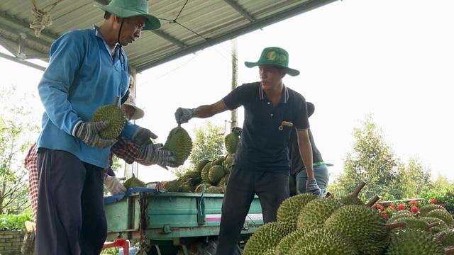 Nguyên nhân sầu riêng rớt giá mạnh- Ảnh 1. Nguyên nhân sầu riêng rớt giá mạnh- Ảnh 1.