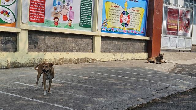 Thả rông chó gây chết người, chủ nuôi có thể bị truy cứu trách nhiệm hình sự- Ảnh 2. Thả rông chó gây chết người, chủ nuôi có thể bị truy cứu trách nhiệm hình sự- Ảnh 2.