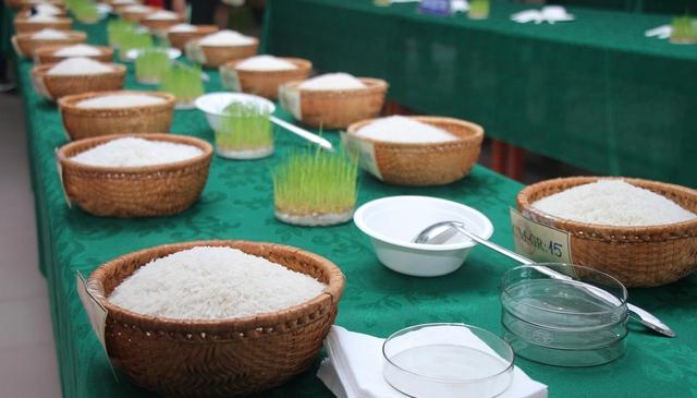 Lần đầu tiên tổ chức cuộc thi gạo ngon Đồng bằng sông Cửu Long - Ảnh 3. Lần đầu tiên tổ chức cuộc thi gạo ngon Đồng bằng sông Cửu Long - Ảnh 3.