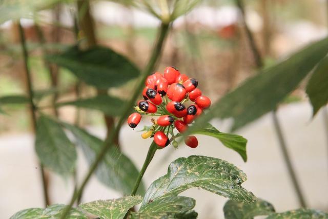 THACOđề xuất đầutư hàng nghìn hecta trồng sâm Ngọc Linh, hướng tới chuỗi giá trị toàn cầu - Ảnh 1.