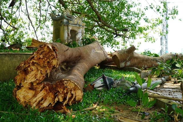Nhánh cây đa trăm tuổi gãy đổ, hàng chục người tập trung bên dưới hú vía- Ảnh 1. Nhánh cây đa trăm tuổi gãy đổ, hàng chục người tập trung bên dưới hú vía- Ảnh 1.