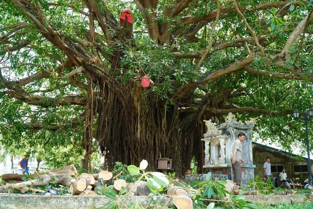 Nhánh cây đa trăm tuổi gãy đổ, hàng chục người tập trung bên dưới hú vía- Ảnh 4. Nhánh cây đa trăm tuổi gãy đổ, hàng chục người tập trung bên dưới hú vía- Ảnh 4.