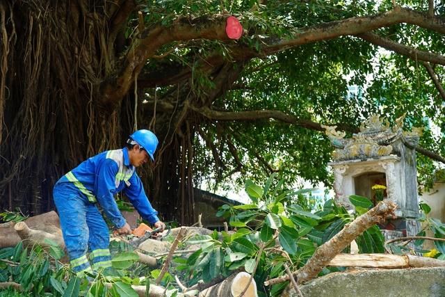 Nhánh cây đa trăm tuổi gãy đổ, hàng chục người tập trung bên dưới hú vía- Ảnh 3. Nhánh cây đa trăm tuổi gãy đổ, hàng chục người tập trung bên dưới hú vía- Ảnh 3.