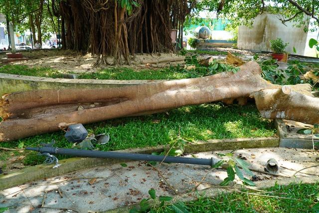 Nhánh cây đa trăm tuổi gãy đổ, hàng chục người tập trung bên dưới hú vía- Ảnh 2. Nhánh cây đa trăm tuổi gãy đổ, hàng chục người tập trung bên dưới hú vía- Ảnh 2.