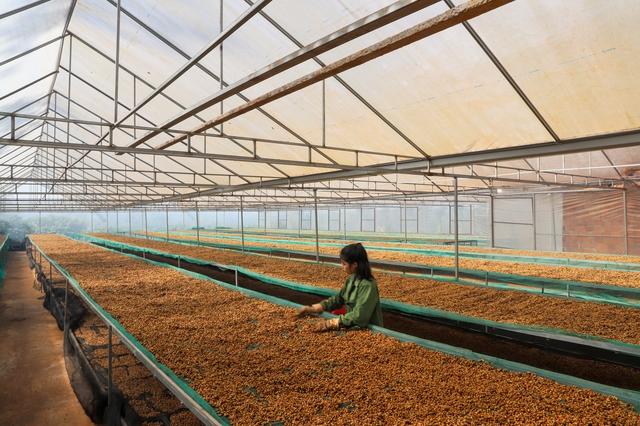 Thúc đẩy tăng trưởng xuất khẩu nông lâm sản như thế nào?- Ảnh 1. Thúc đẩy tăng trưởng xuất khẩu nông lâm sản như thế nào?- Ảnh 1.