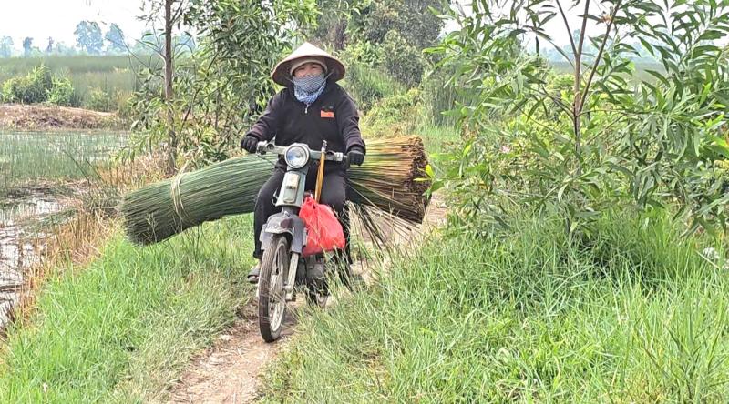 Cỏ Bàng Đức Lập: Nhọc Nhằn nghề cắt cỏ bàng Thuê - Ảnh 5.
