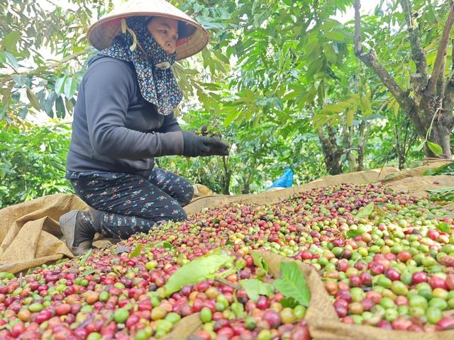 Thúc đẩy tăng trưởng xuất khẩu nông lâm sản như thế nào?- Ảnh 2. Thúc đẩy tăng trưởng xuất khẩu nông lâm sản như thế nào?- Ảnh 2.
