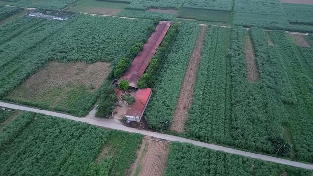 Thịt bẩn tung hoành qua lỗ hổng kiểm dịch: Thâm nhập lò mổ 'chui'- Ảnh 5. Thịt bẩn tung hoành qua lỗ hổng kiểm dịch: Thâm nhập lò mổ 'chui'- Ảnh 5.